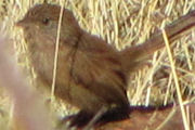 Dusky Grasswren (Amytornis purnelli)
